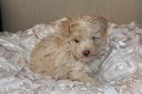 Lily, a female Poodle - Toy  for sale in Houston, TX – 8 of 10