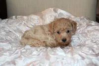 Rumi, a female Poodle - Toy  for sale in Houston, TX – 4 of 9
