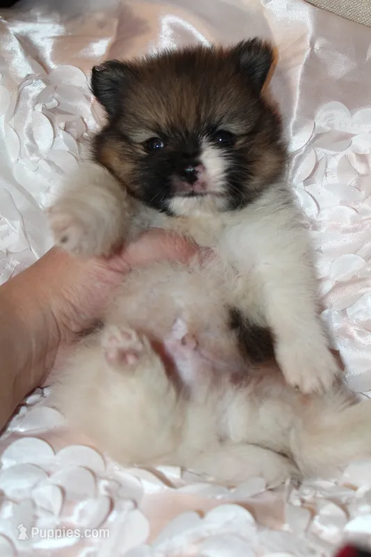 Sully – Pomeranian puppy for sale in Houston, TX