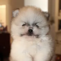 Sonic , a male Pomeranian for sale in Houston, TX – 7 of 10