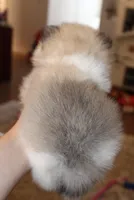 Sonic , a male Pomeranian for sale in Houston, TX – 3 of 10