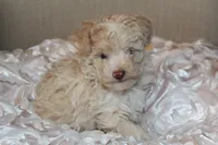 Lily, a female Poodle - Toy  for sale in Houston, TX – 6 of 10