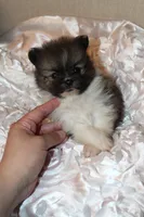 Crumpet , a  Pomeranian for sale in Houston, TX – 5 of 6