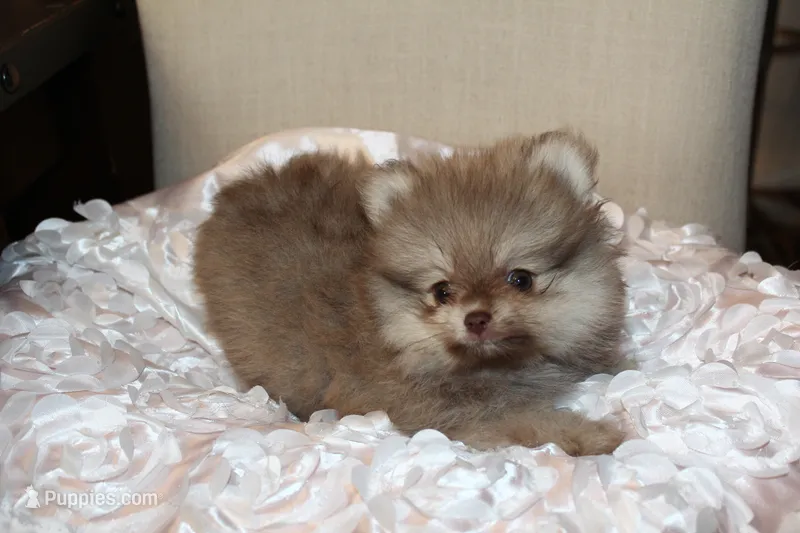 Dulce  – Pomeranian puppy for sale in Houston, TX