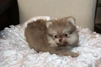 Dulce , a female Pomeranian for sale in Houston, TX – 1 of 6
