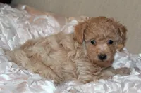 Rumi, a female Poodle - Toy  for sale in Houston, TX – 2 of 9