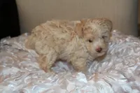 Lily, a female Poodle - Toy  for sale in Houston, TX – 3 of 10