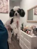 Keeko, a male Poodle - Toy  for sale in Houston, TX – 3 of 3