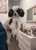 Keeko, a male Poodle - Toy  for sale in Houston, TX – 1 of 3