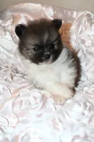 Crumpet , a  Pomeranian for sale in Houston, TX – 3 of 6