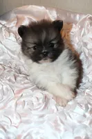 Crumpet , a  Pomeranian for sale in Houston, TX – 2 of 6