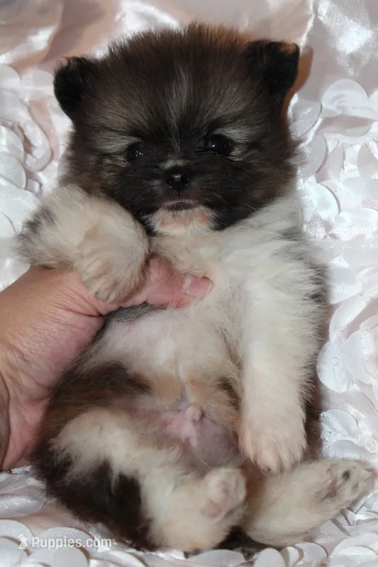 Crumpet , a  Pomeranian for sale in Houston, TX – 1 of 6