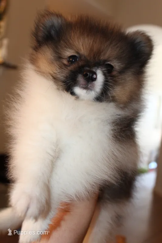 Sully – Pomeranian puppy for sale in Houston, TX