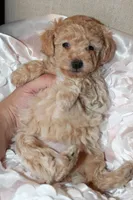 Rumi, a female Poodle - Toy  for sale in Houston, TX – 9 of 9