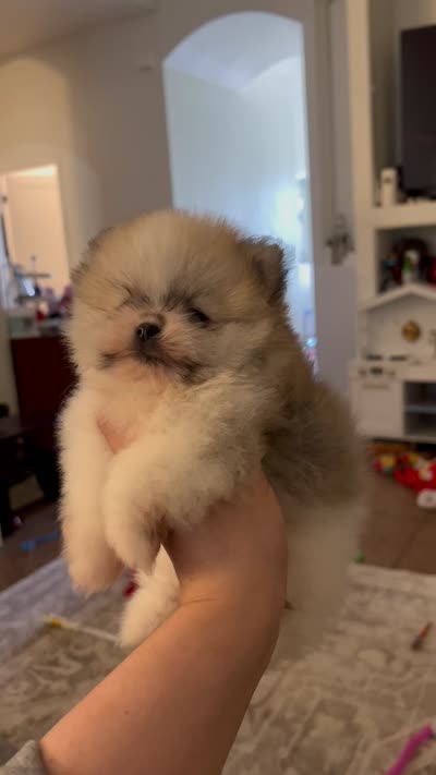 Sonic , a male Pomeranian for sale in Houston, TX – 10 of 10