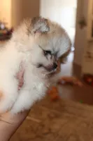 Sonic , a male Pomeranian for sale in Houston, TX – 9 of 10