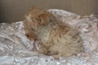 Lily, a female Poodle - Toy  for sale in Houston, TX – 9 of 10