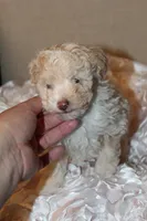 Lily, a female Poodle - Toy  for sale in Houston, TX – 5 of 10