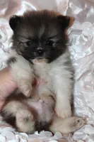 Crumpet , a  Pomeranian for sale in Houston, TX – 6 of 6