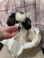 Keeko, a male Poodle - Toy  for sale in Houston, TX – 2 of 3