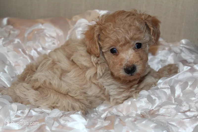 Rumi – Poodle - Toy  puppy for sale in Houston, TX