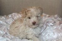 Lily, a female Poodle - Toy  for sale in Houston, TX – 2 of 10