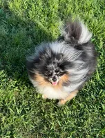 Vinci, a male Pomeranian for sale in Houston, TX – Photo 4 of 4