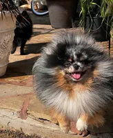 Vinci, a male Pomeranian for sale in Houston, TX – Photo 1 of 4