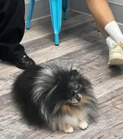 Vinci, a male Pomeranian for sale in Houston, TX – Photo 2 of 4