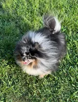 Vinci, a male Pomeranian for sale in Houston, TX – Photo 3 of 4
