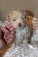 Lily, a female Poodle - Toy  for sale in Houston, TX – 10 of 10