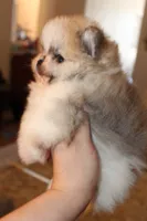 Sonic , a male Pomeranian for sale in Houston, TX – 6 of 10