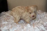 Lily, a female Poodle - Toy  for sale in Houston, TX – 4 of 10