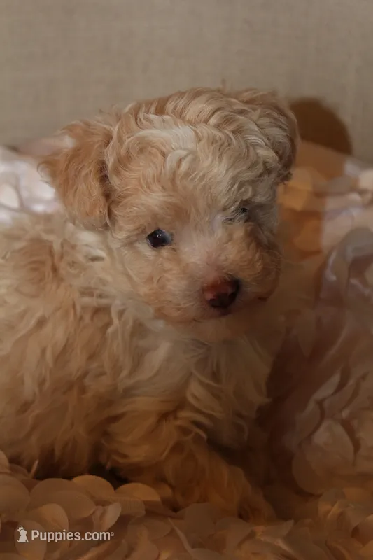Lily – Poodle - Toy  puppy for sale in Houston, TX