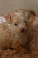 Lily, a female Poodle - Toy  for sale in Houston, TX – 1 of 10