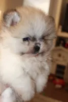 Sonic , a male Pomeranian for sale in Houston, TX – 1 of 10