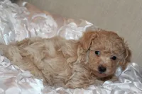Rumi, a female Poodle - Toy  for sale in Houston, TX – 3 of 9