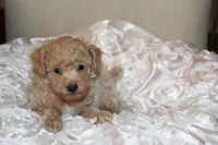 Rumi, a female Poodle - Toy  for sale in Houston, TX – 6 of 9