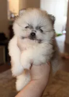 Sonic , a male Pomeranian for sale in Houston, TX – 2 of 10
