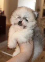 Sonic , a male Pomeranian for sale in Houston, TX – 8 of 10