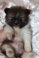 Crumpet , a  Pomeranian for sale in Houston, TX – 4 of 6