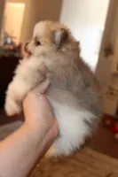 Sonic , a male Pomeranian for sale in Houston, TX – 4 of 10