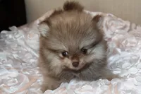 Dulce , a female Pomeranian for sale in Houston, TX – 5 of 6