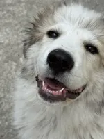 Rowan, a male Great Pyrenees for sale in Ocala, FL – Photo 8 of 9