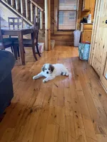 Rowan, a male Great Pyrenees for sale in Ocala, FL – Photo 5 of 9