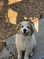 Rowan, a male Great Pyrenees for sale in Ocala, FL – Photo 4 of 9