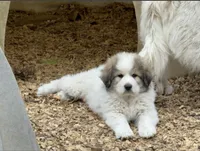 Rowan, a male Great Pyrenees for sale in Ocala, FL – Photo 1 of 9