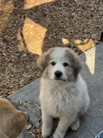 Rowan, a male Great Pyrenees for sale in Ocala, FL – Photo 3 of 9