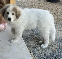 Rowan, a male Great Pyrenees for sale in Ocala, FL – Photo 9 of 9