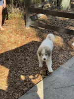 Rowan, a male Great Pyrenees for sale in Ocala, FL – Photo 6 of 9